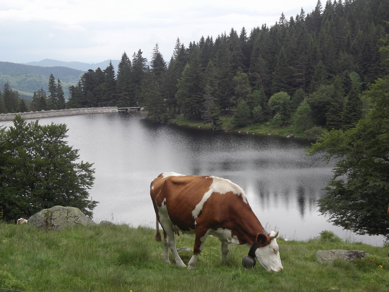 Vache devant le Lac des TRuites