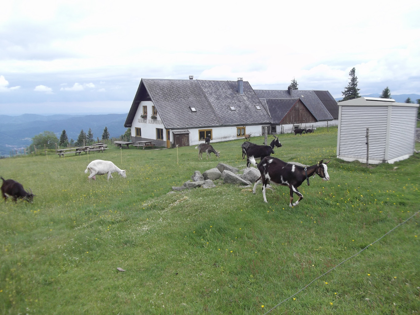 Chèvres devant la Ferme-Auberge de Schupferen