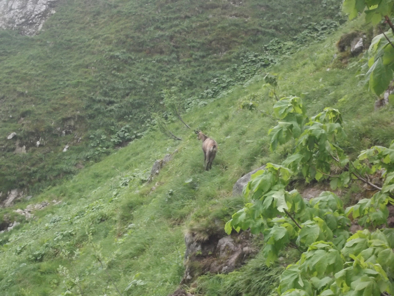Chamois dans le Couloir de Falimont