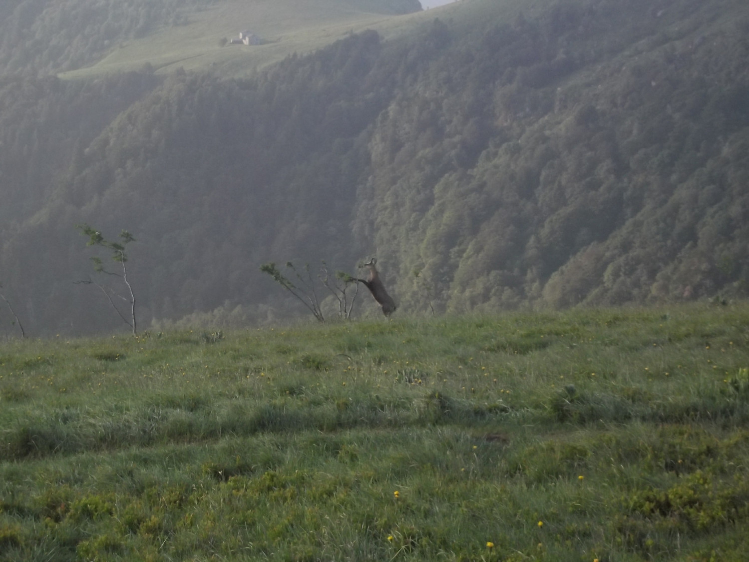 Chamois à l'heure du petit-déjeuner