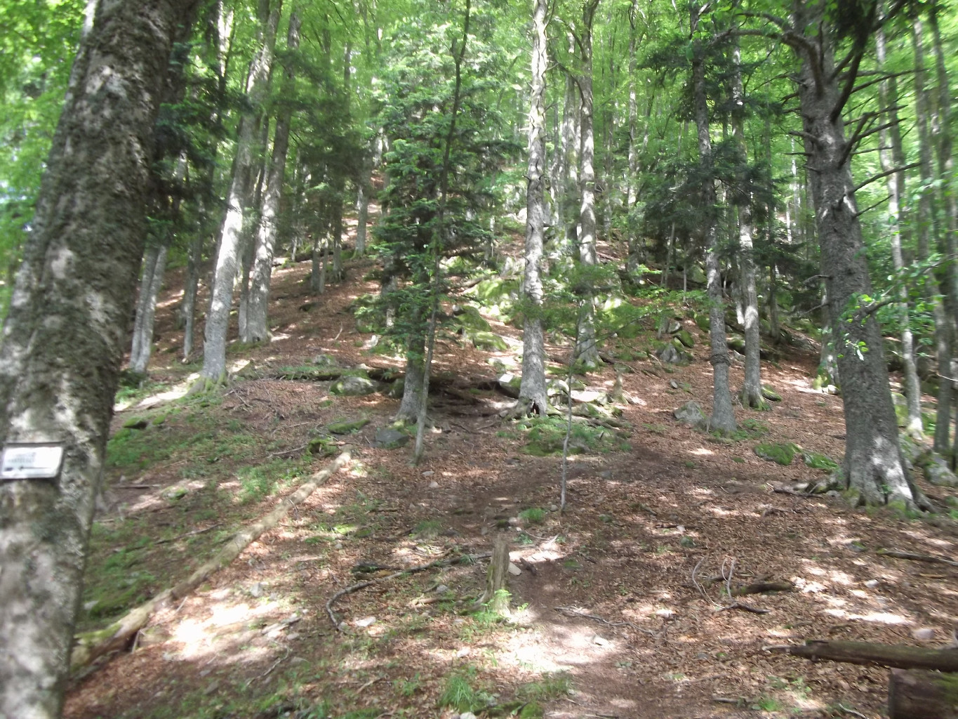 Sentier d'accès aux Spitzkoepfe depuis le Lac de Schiessrothried