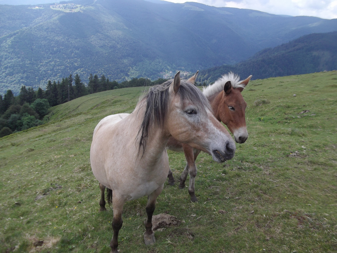 Chevaux avant Kastelbergwasen (FA)