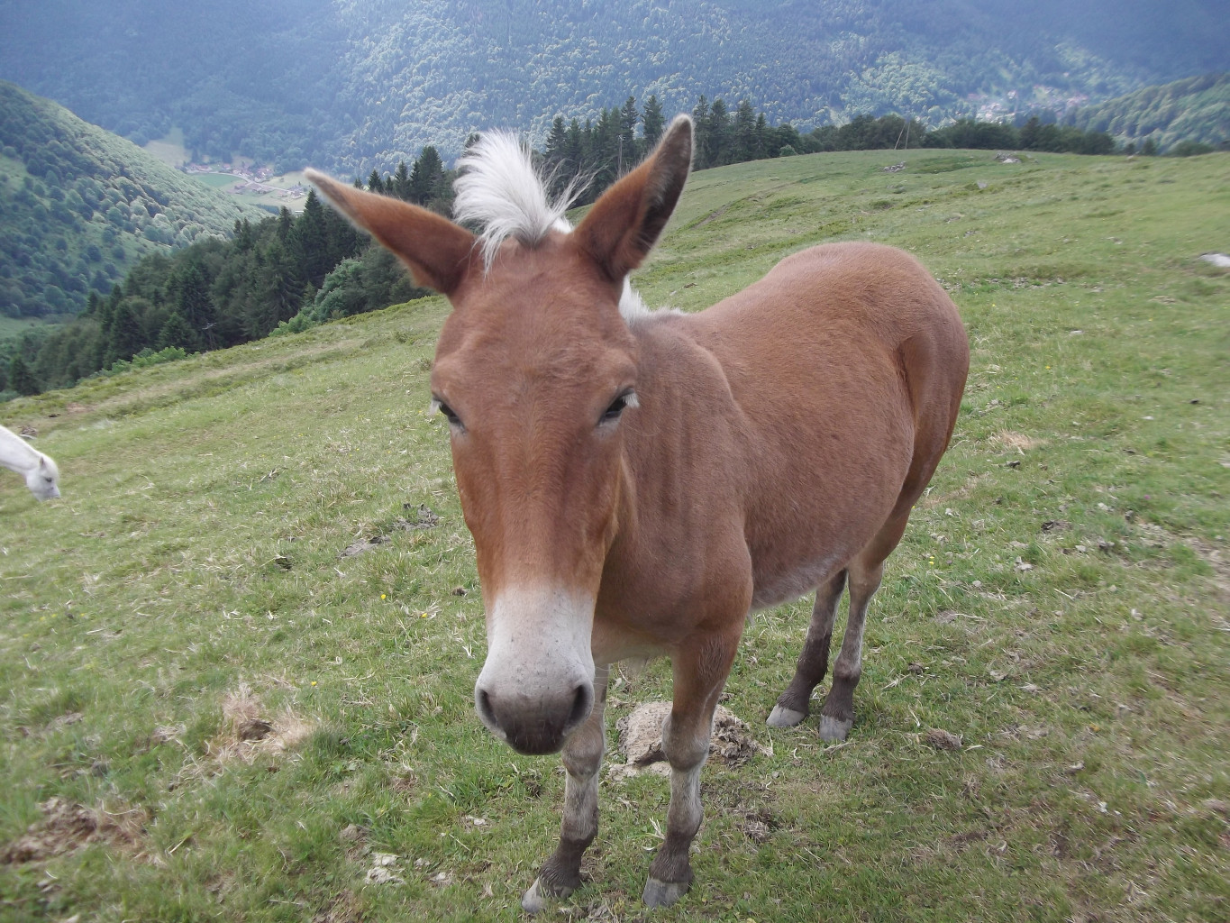 Cheval avant Kastelbergwasen (FA)
