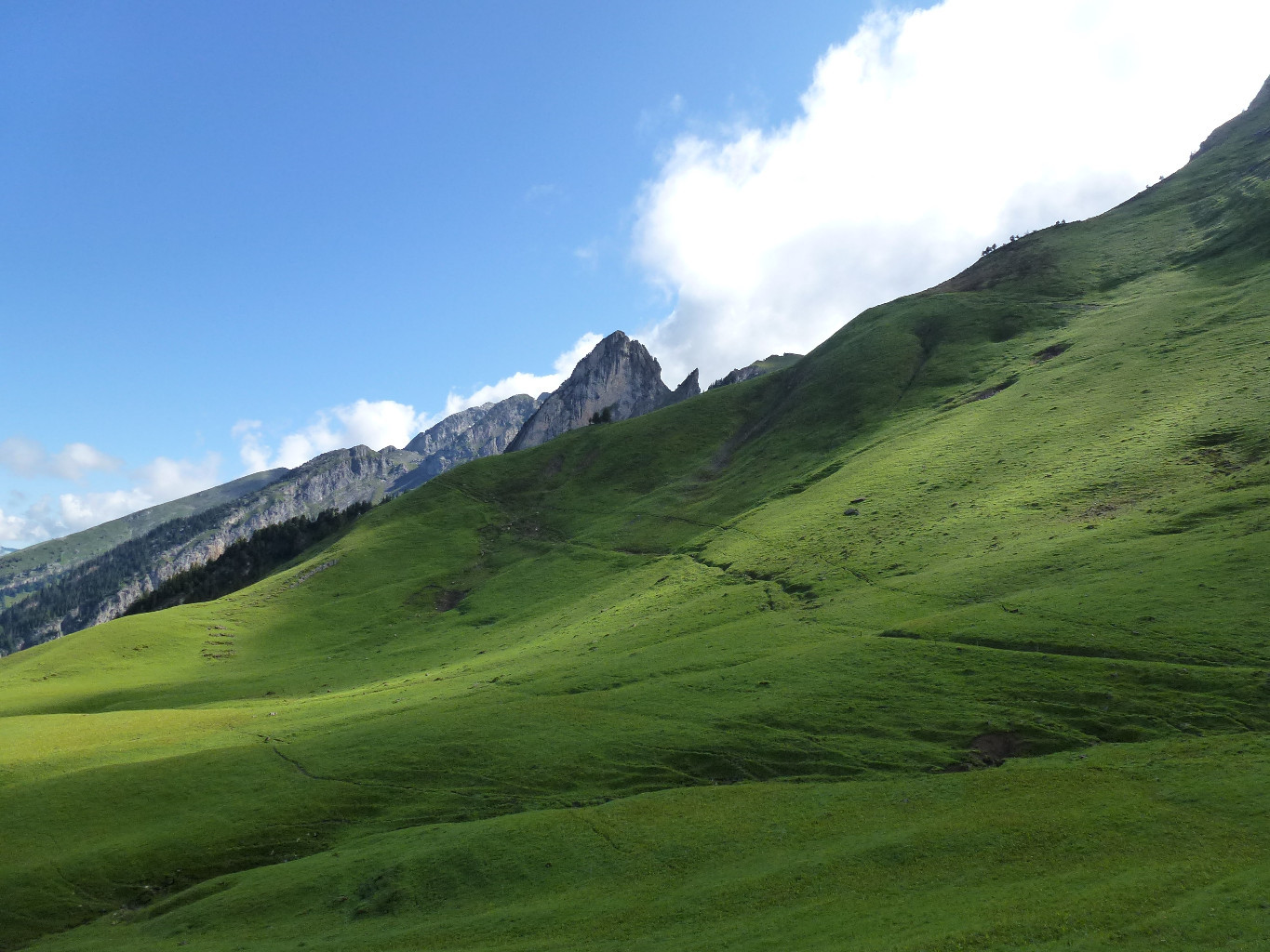 Verdure