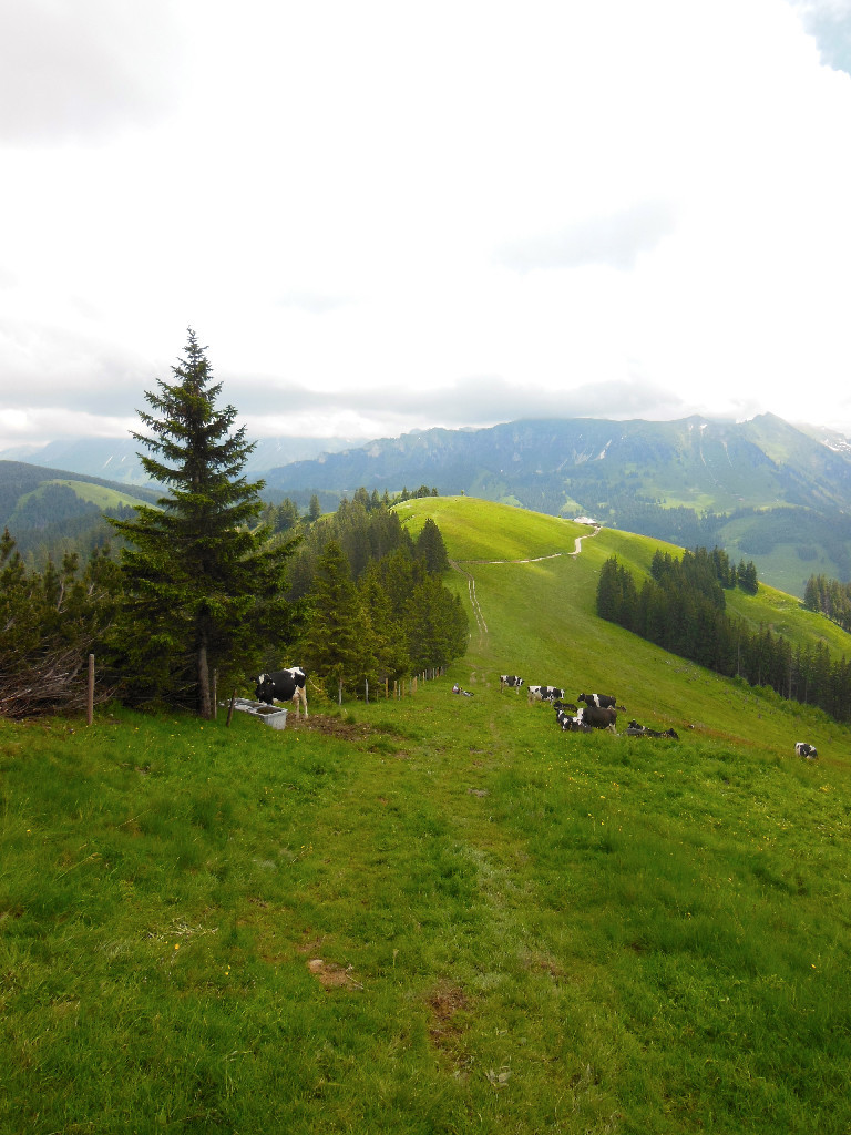 ...nos amies les vaches ...