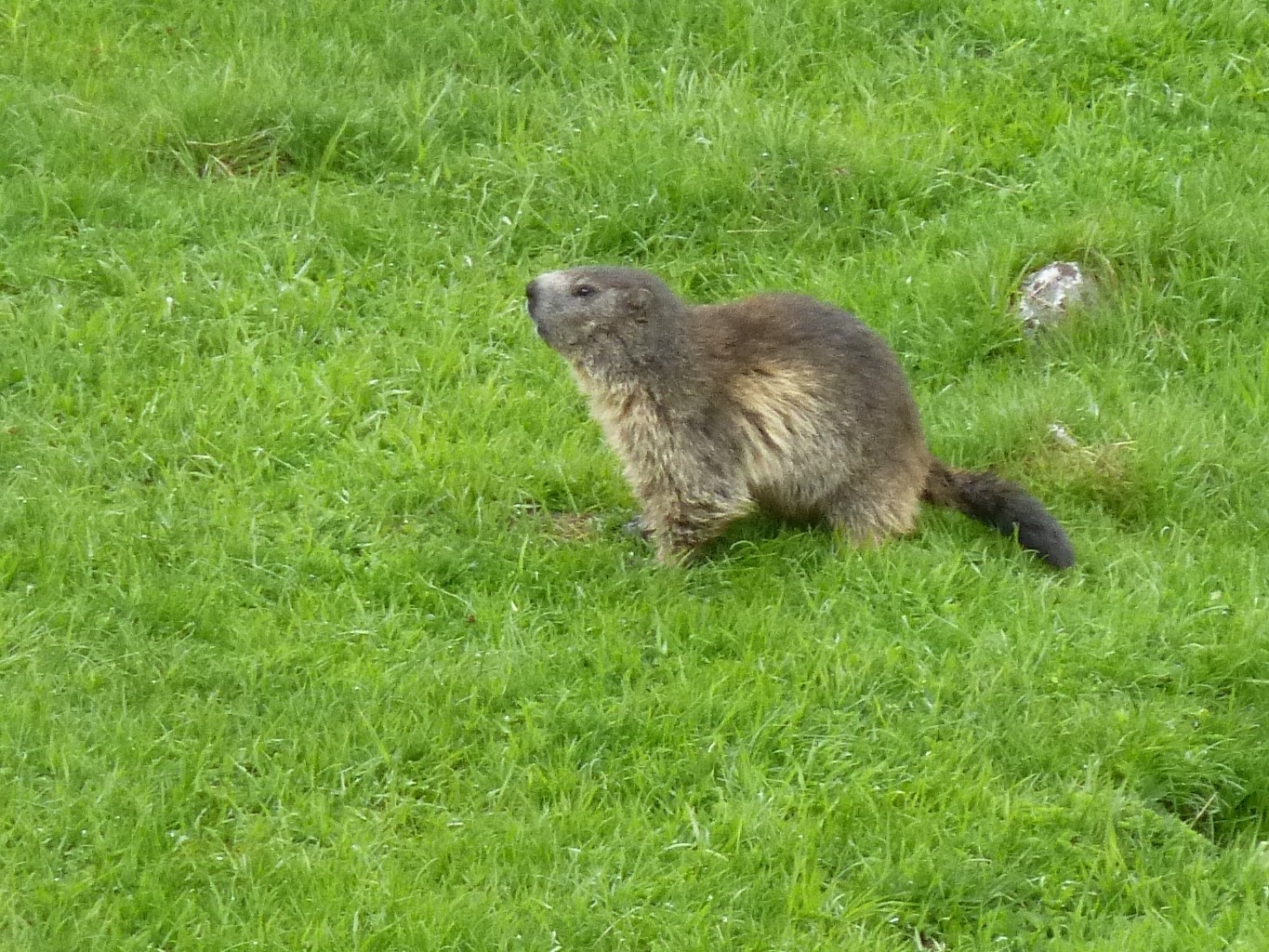 Marmotte