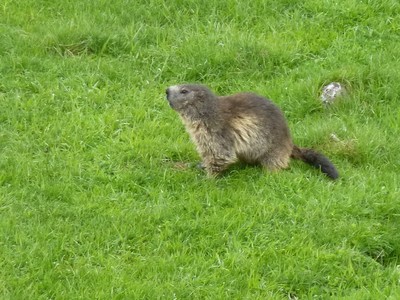 Marmotte