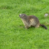 Marmotte