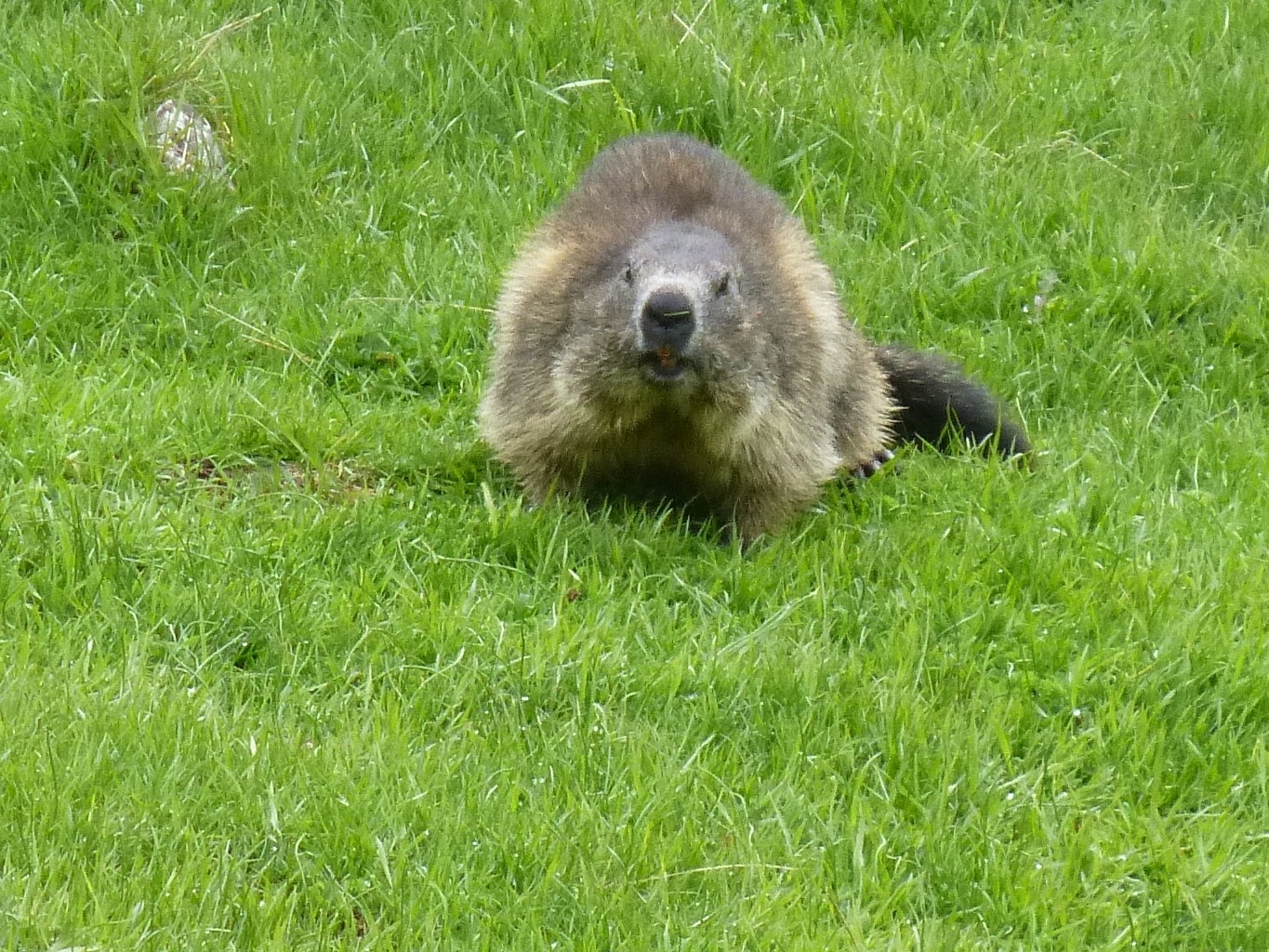 Marmotte