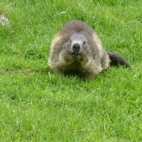 Marmotte