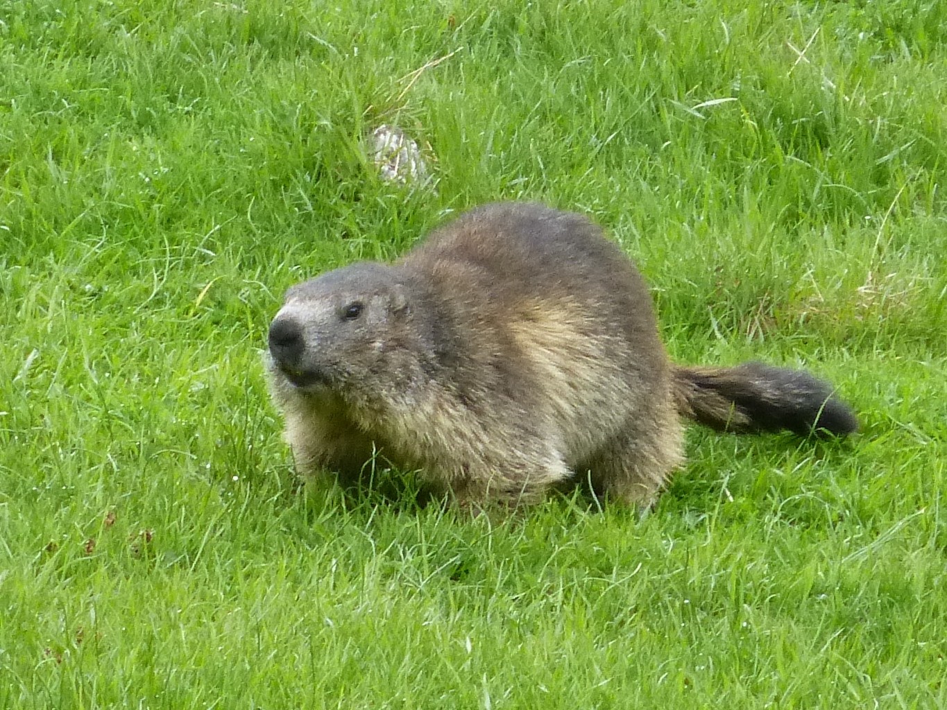 Marmotte