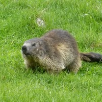Marmotte