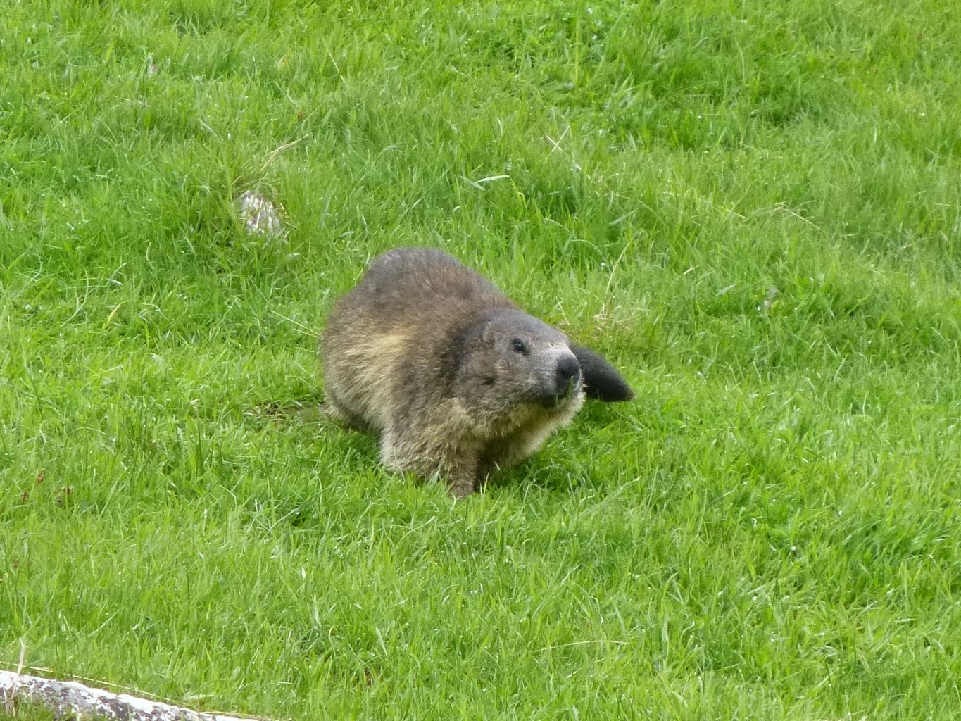 Marmotte
