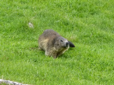 Marmotte