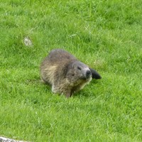 Marmotte