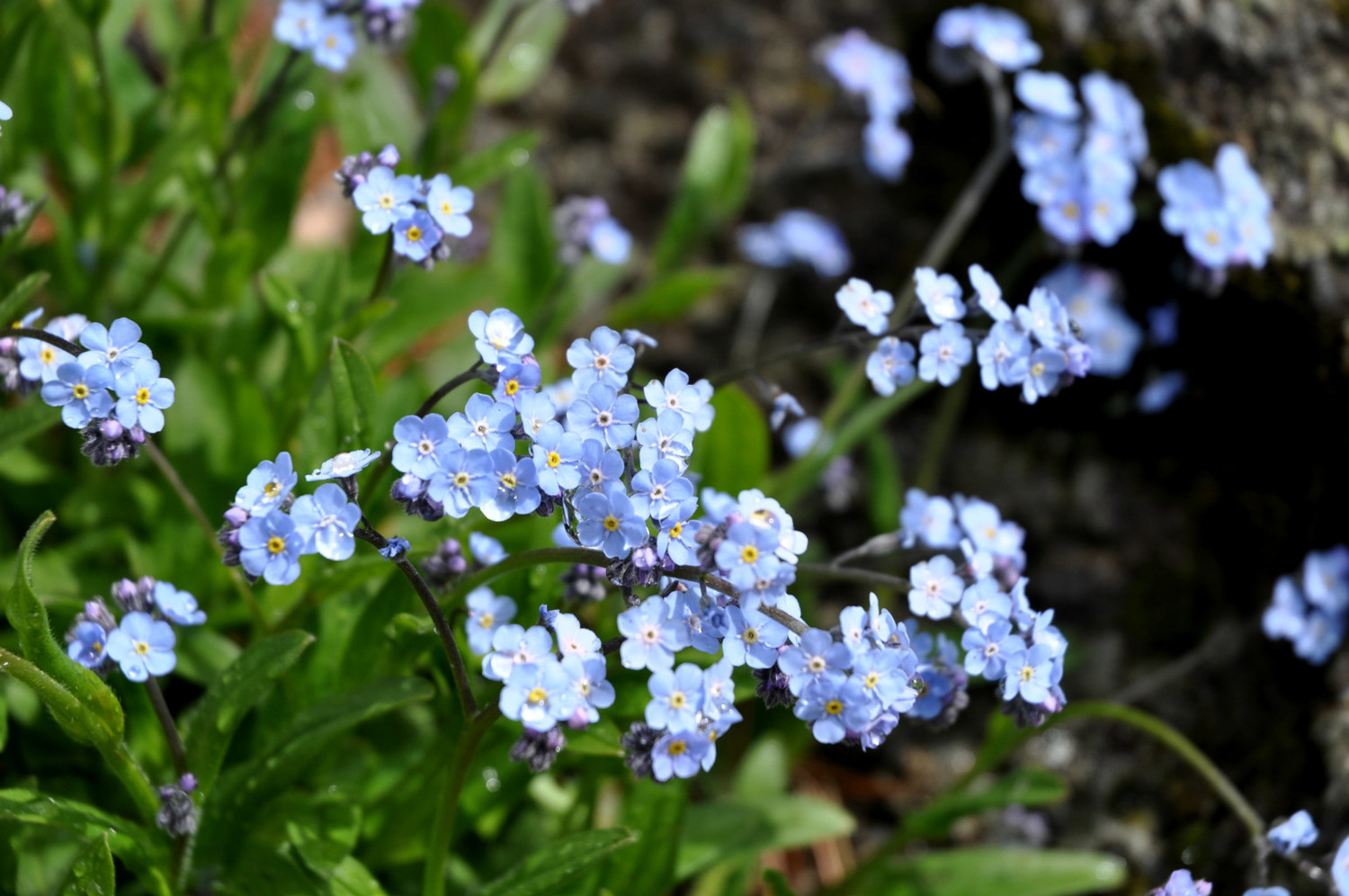 Forget-me-not (on the way to the Rif. Vittorio Emanuel II)