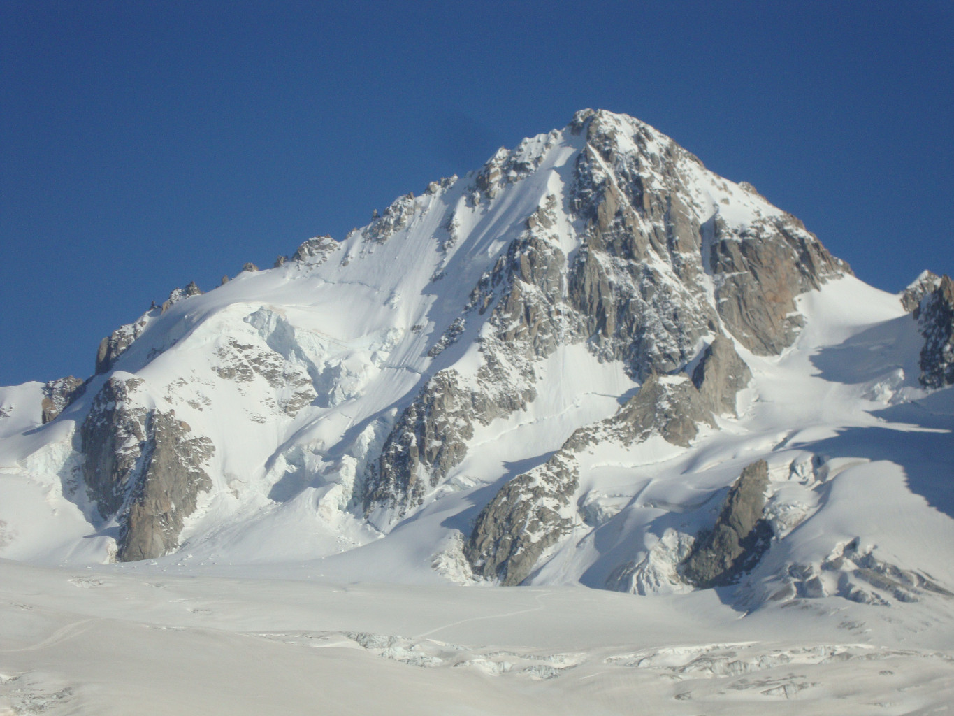 Chardonnet