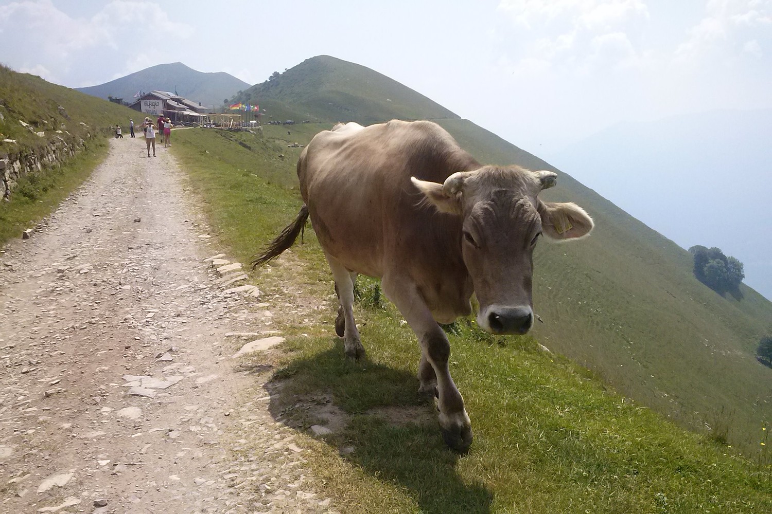 mucca