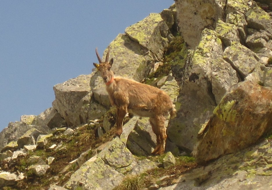 Bouquetin