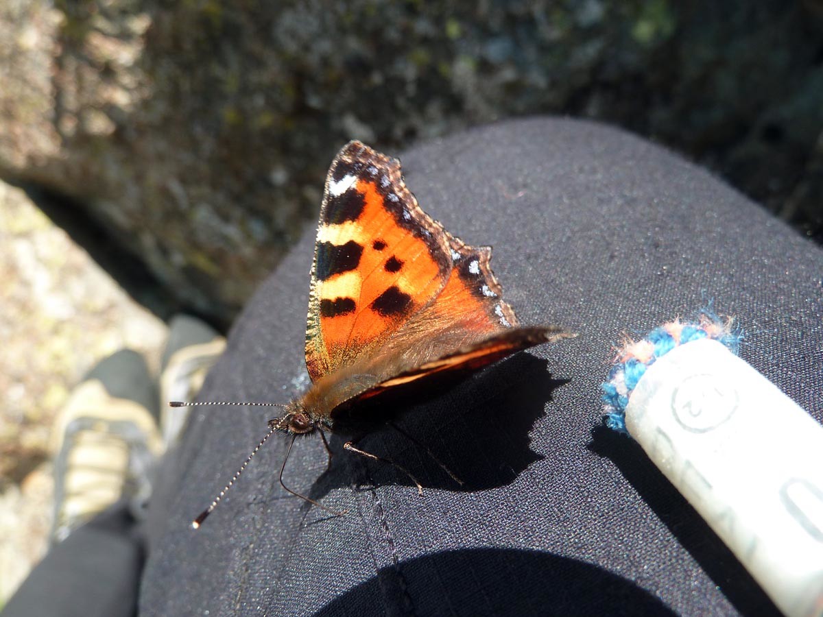 Un compagnon de route qui m'aura tenu compagnie durant 2 longueurs.