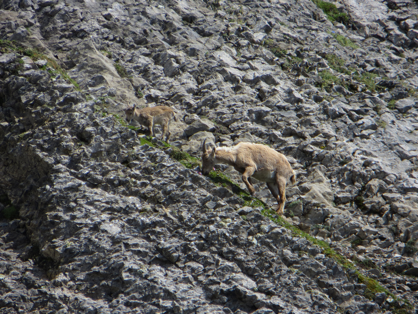 Jeune Bouquetin et sa mere au Col des Chamois