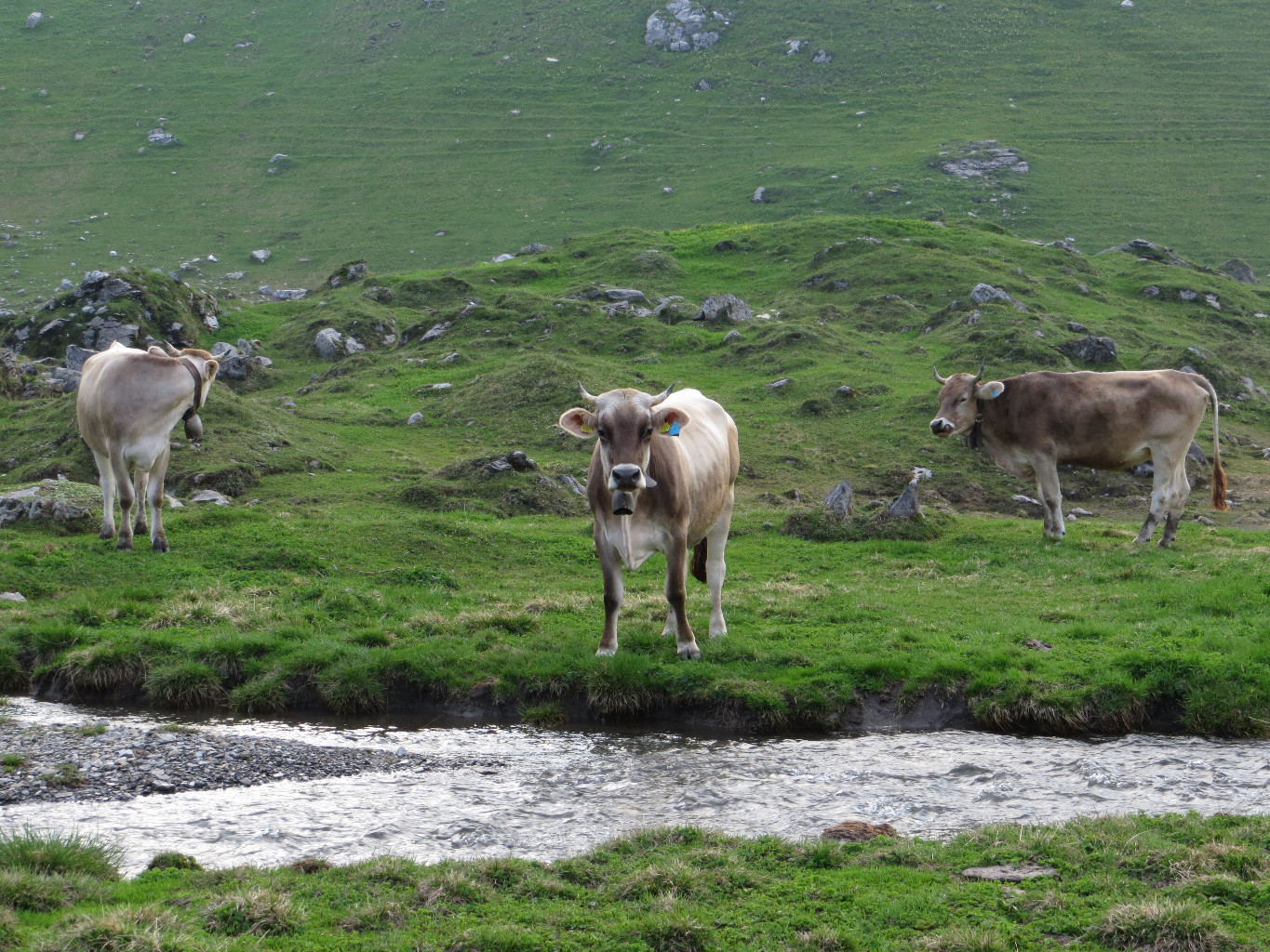 une vache curieuse