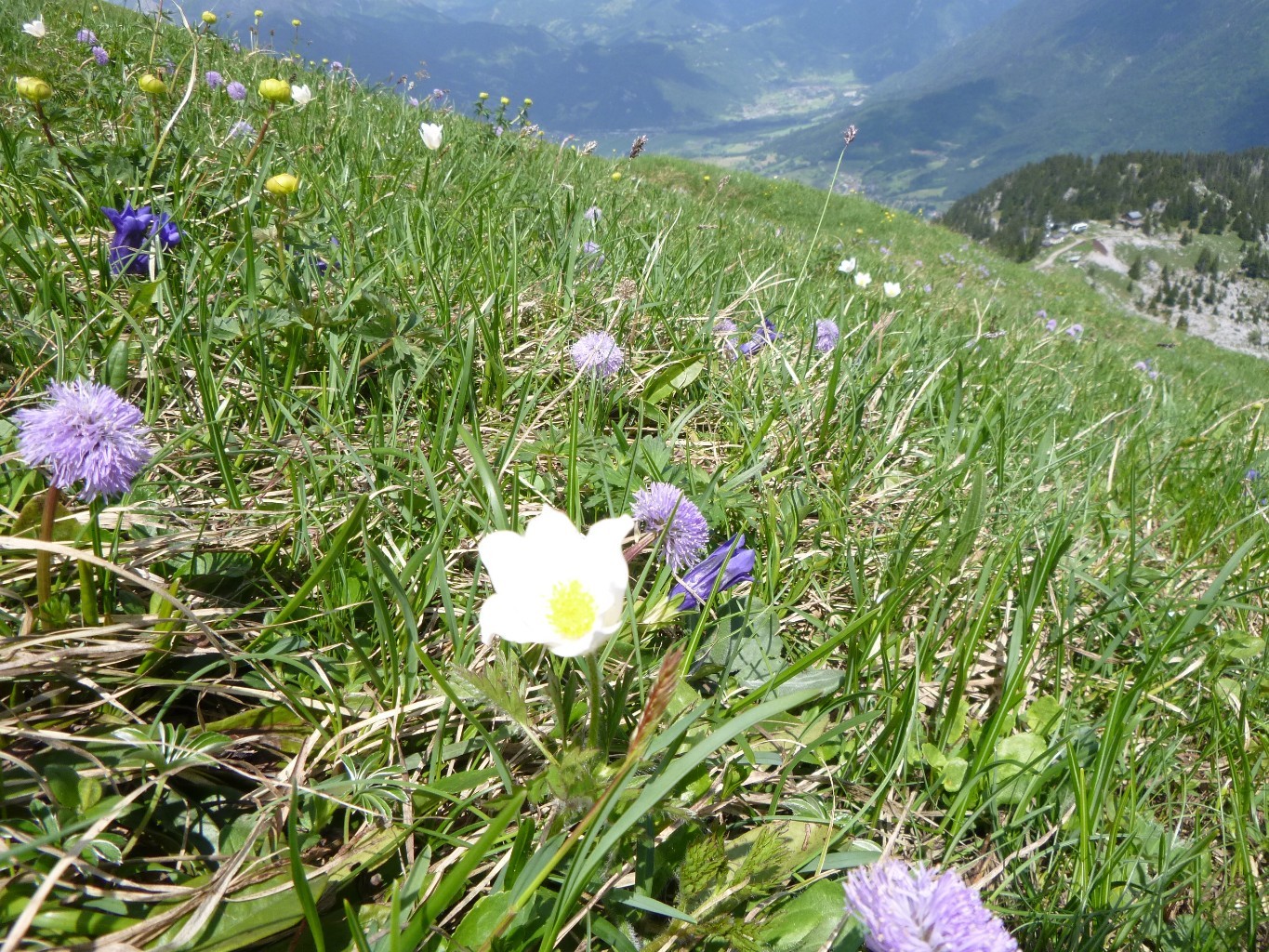 des fleurs
