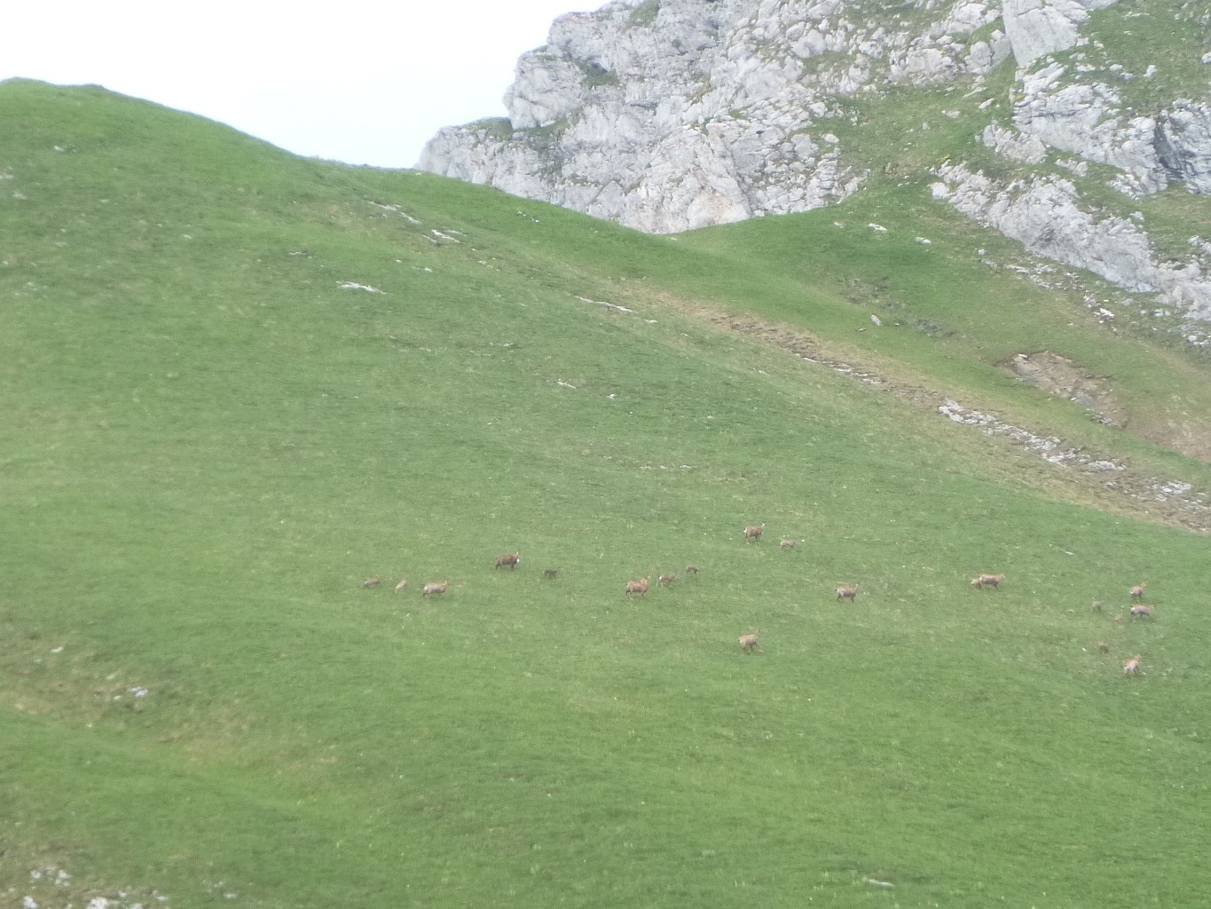 tribu de chamois sur le trelod