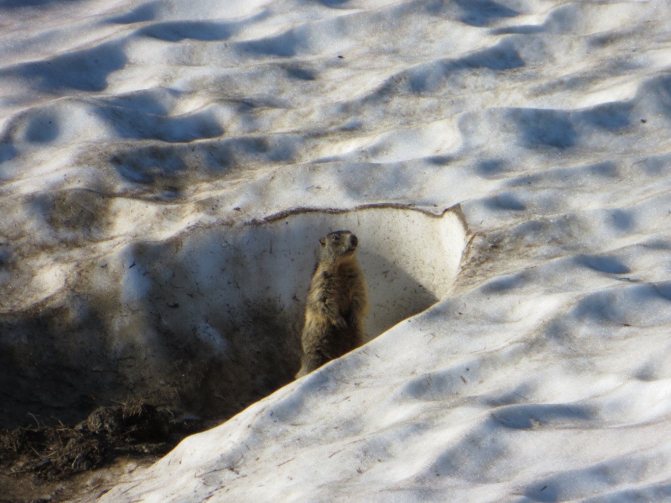 Marmotte dans la neige, Col de Poreyrette