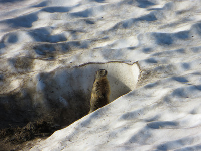 Marmotte dans la neige, Col de Poreyrette