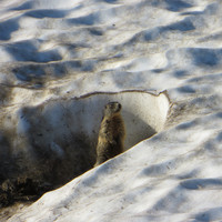 Marmotte dans la neige, Col de Poreyrette