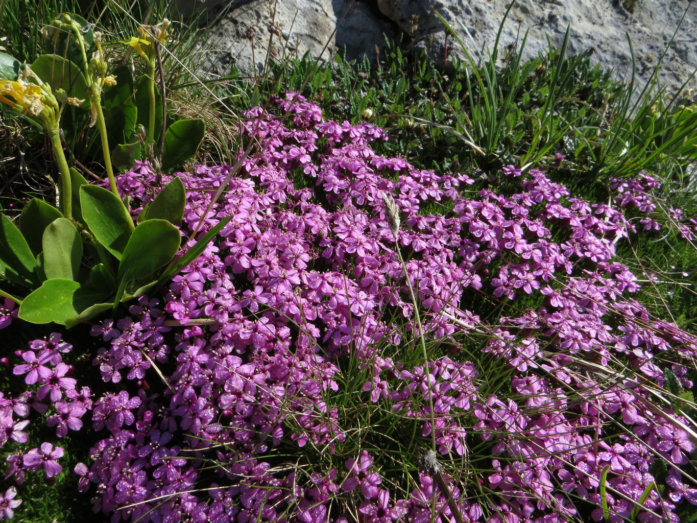 Fleurs roses