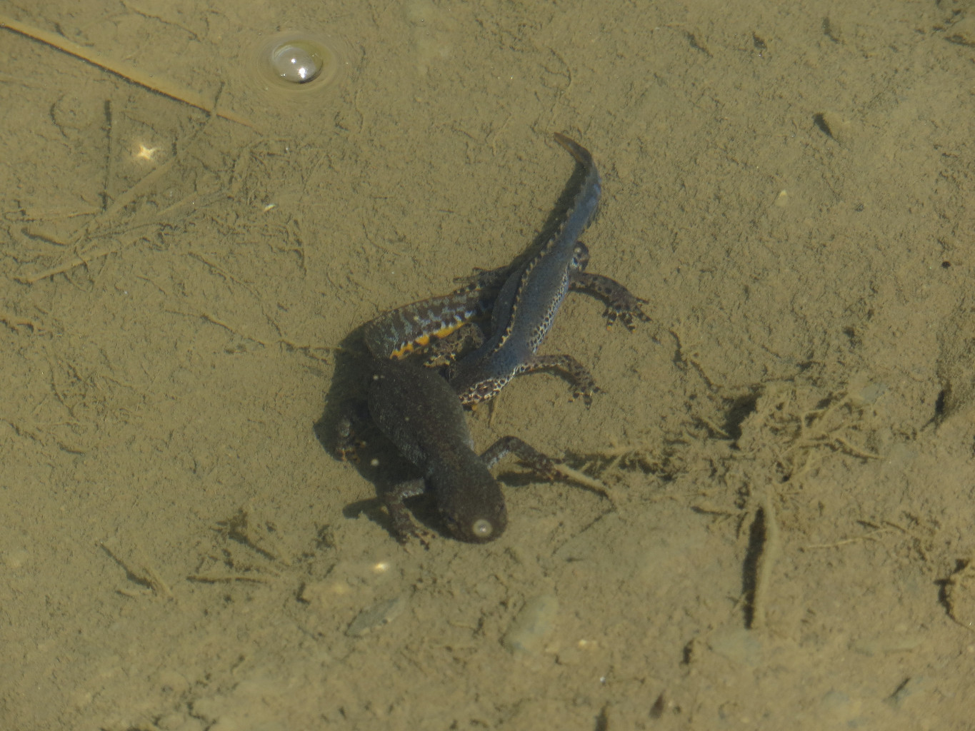 Triton alpin, dans un petit lac au Col de Poreyrette