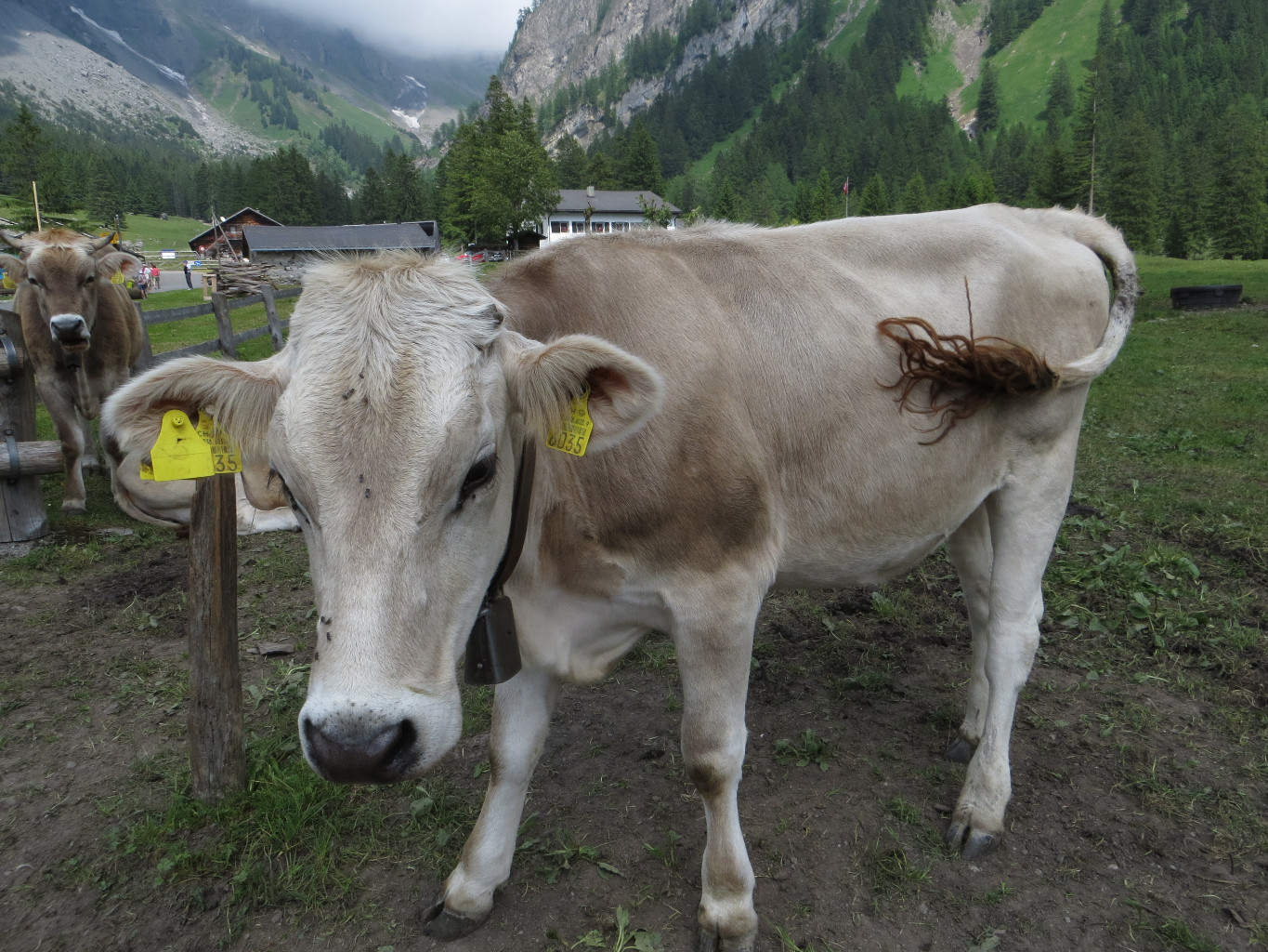 Vache a Solalex
