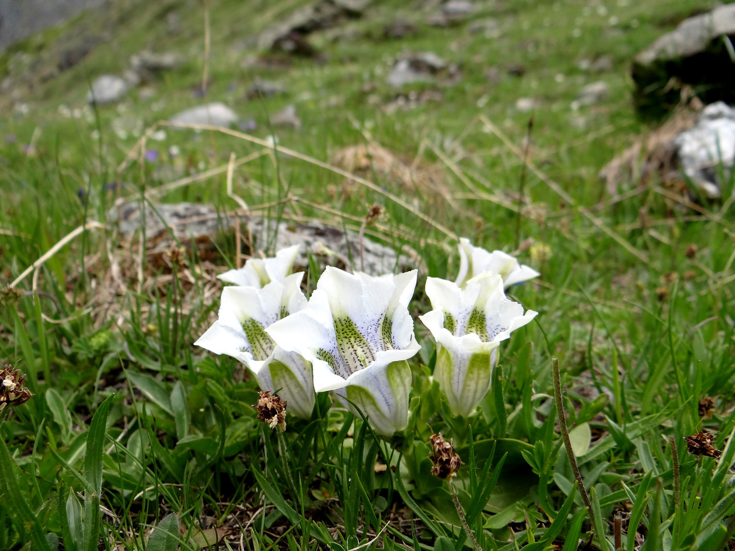 Gentianes version albinos