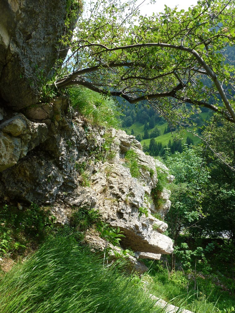 Arbuste à la cordelette au départ