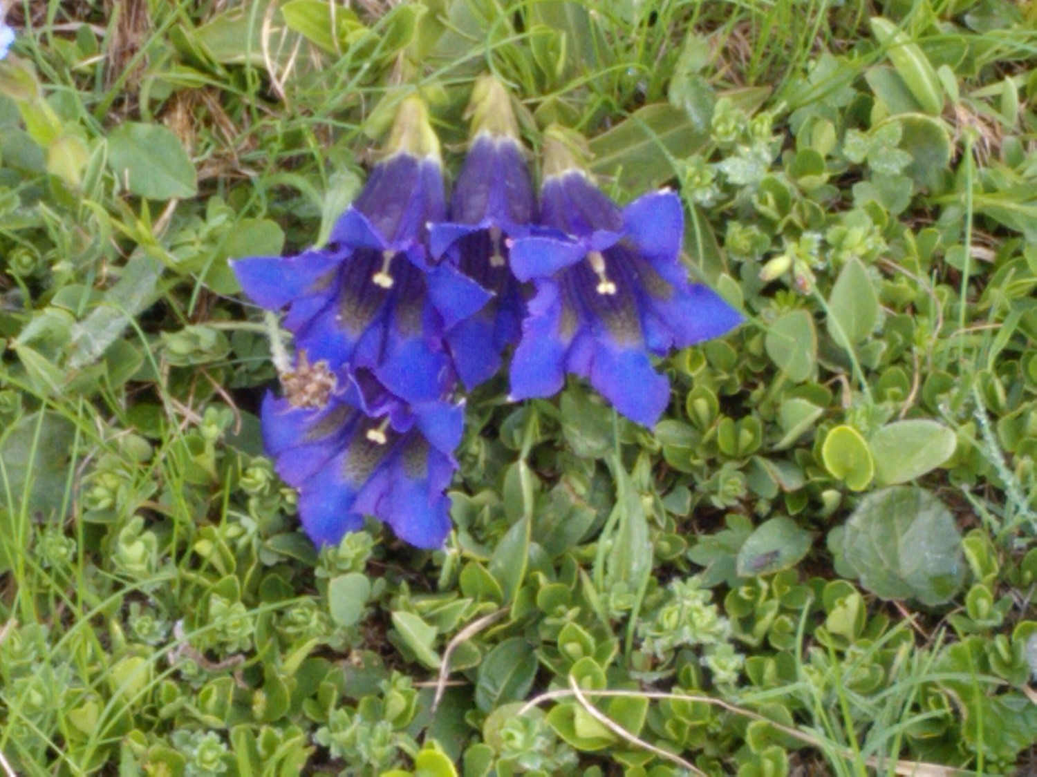 Enfin les belles gentianes