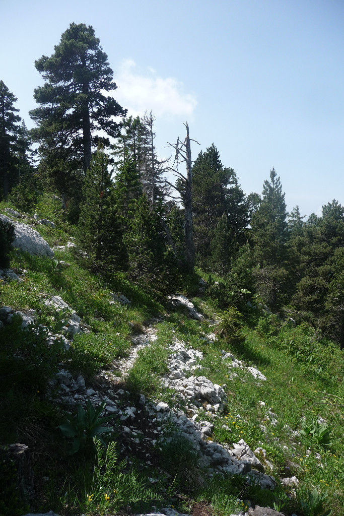 chemin de retour sur le plateau