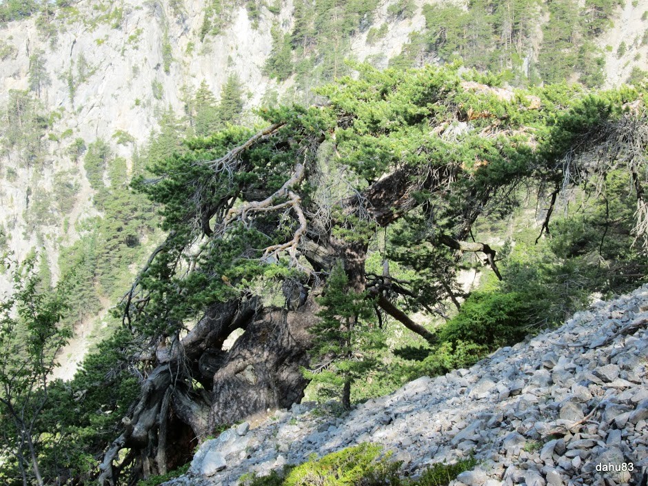 Sur le sentier : arbre remarquable