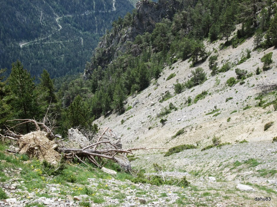 la souche d'arbre : alti 2170 m dans le ravin de la traverse