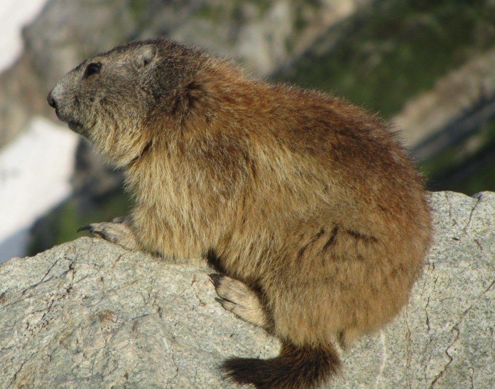 la marmotte du Sélé