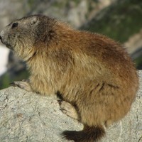 la marmotte du Sélé