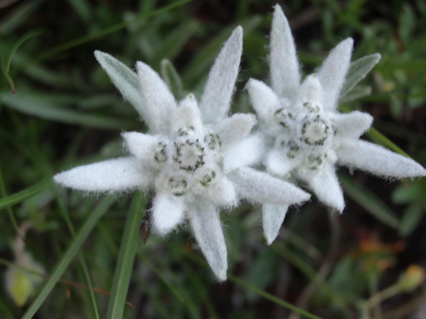 Edelweiss