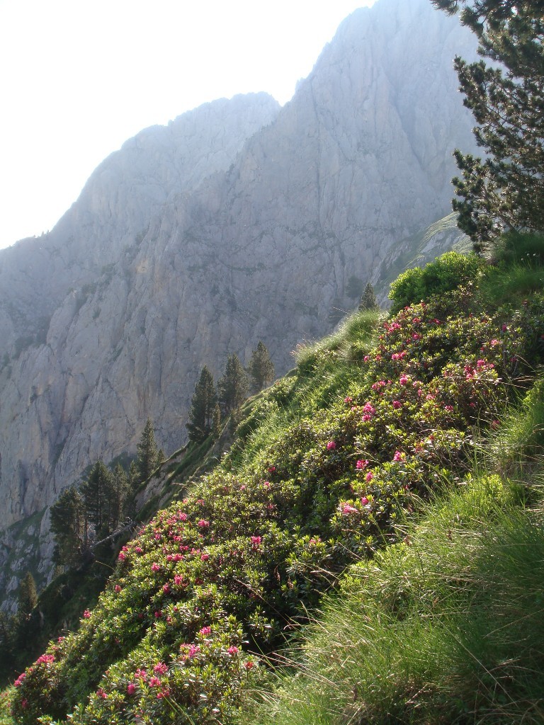 Rhodos en pente N