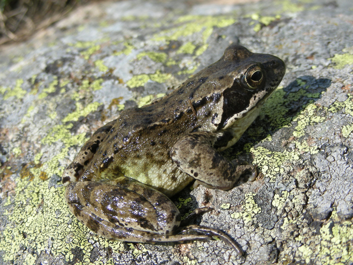 Résident permanent du lac des fétoules (Rana temporaria)