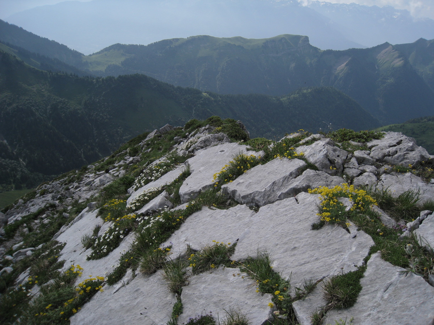 Arcalod - descente sur des rocailles fleuries