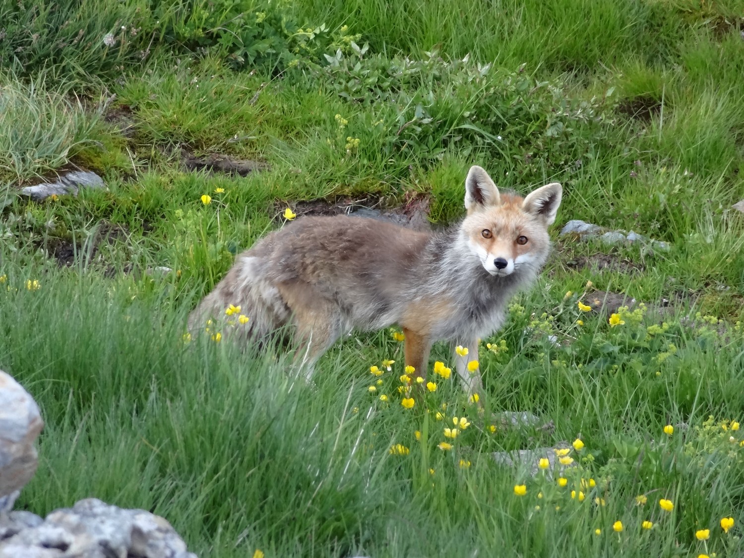 Renard près du refuge
