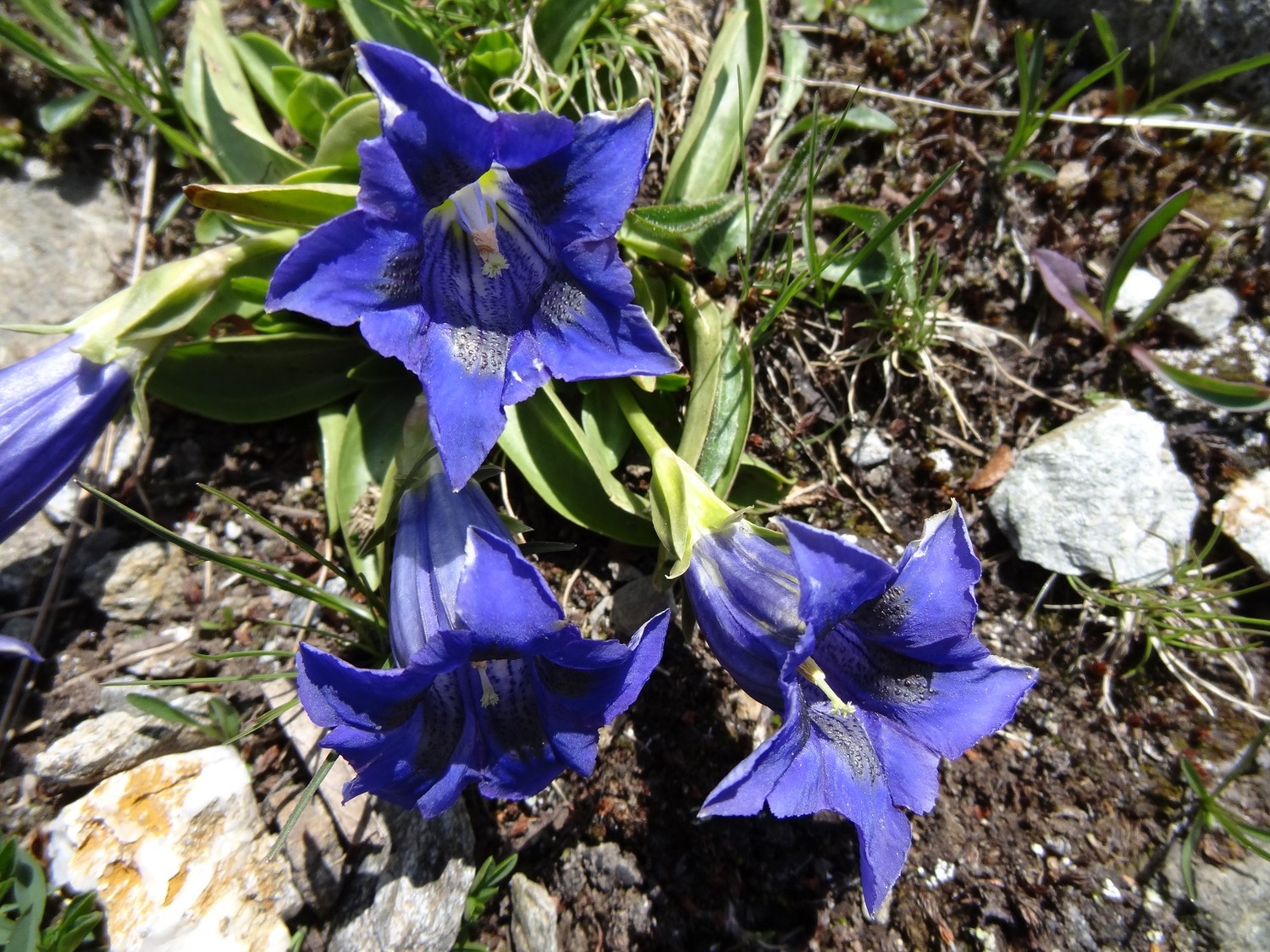 Fleurs