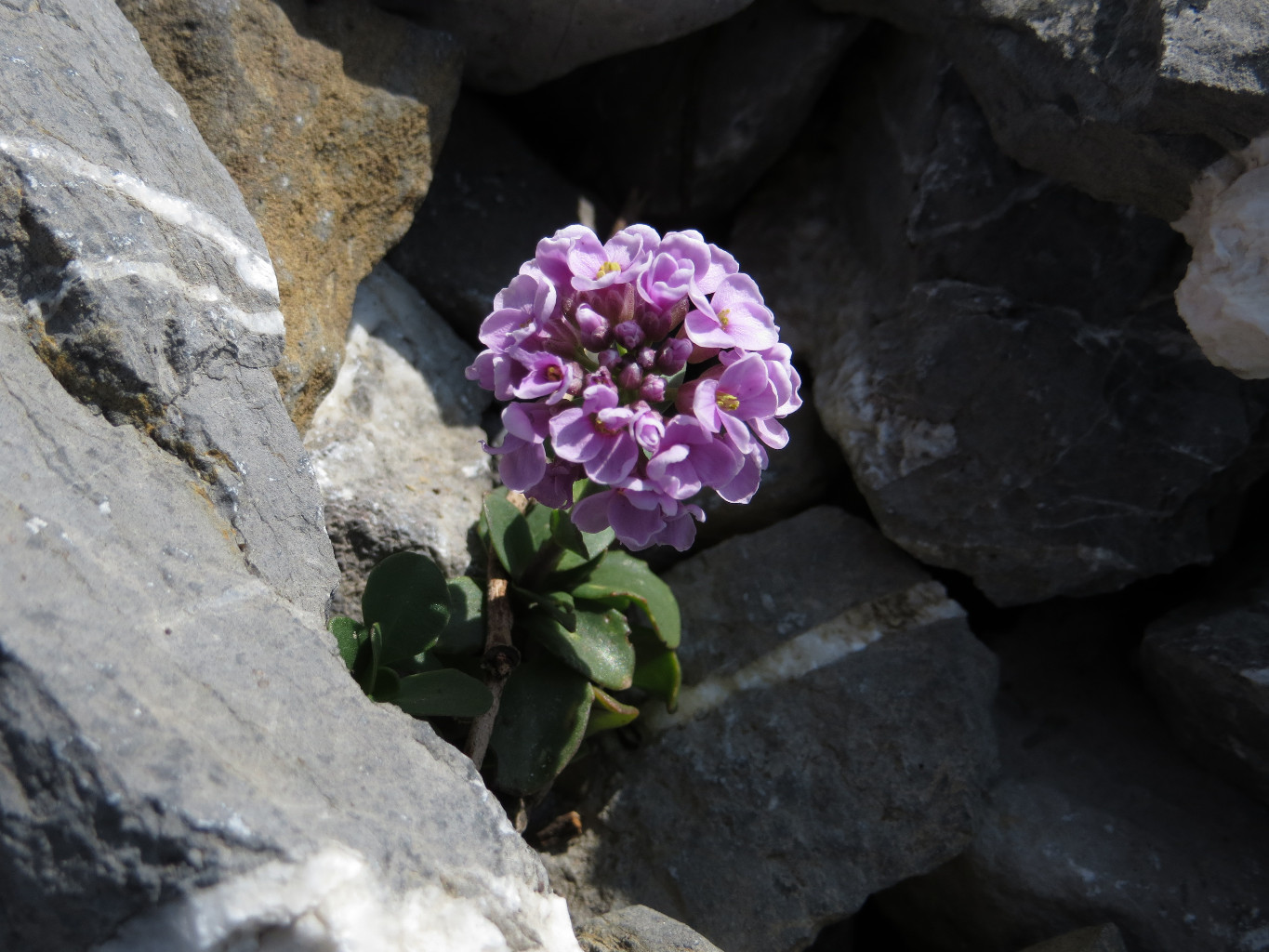 Bouquet dans les rochers