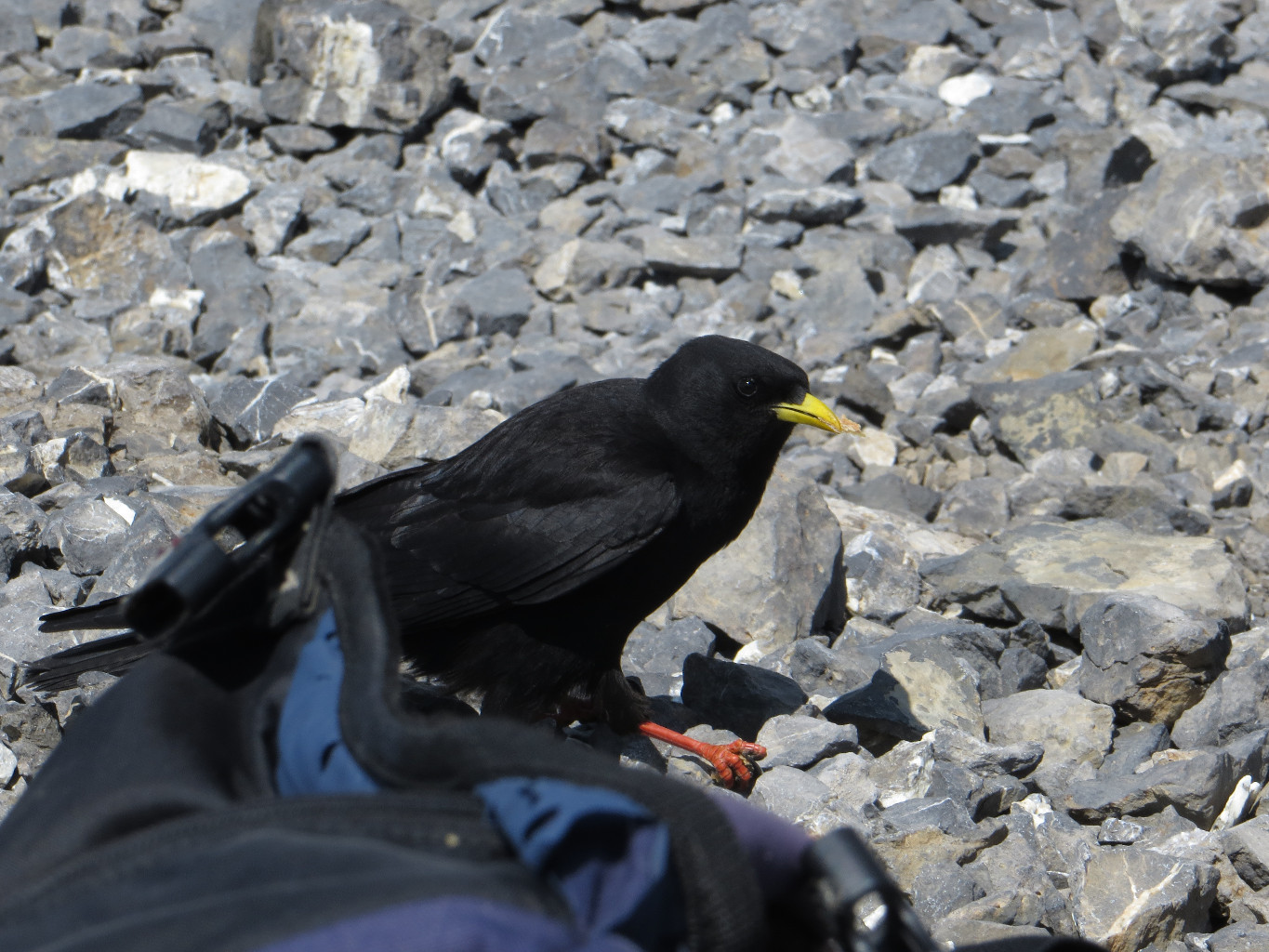 Un Chocard au Col des Paresseux, qui voulait partager notre picnic